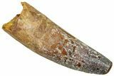 Fossil Spinosaurus Tooth - Real Dinosaur Tooth #329607-1